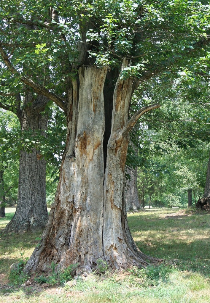 split tree trunk