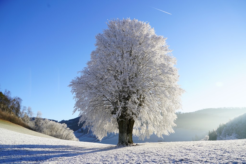 snowy tree in the winter