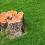 Tips on Tree Stump Removal
